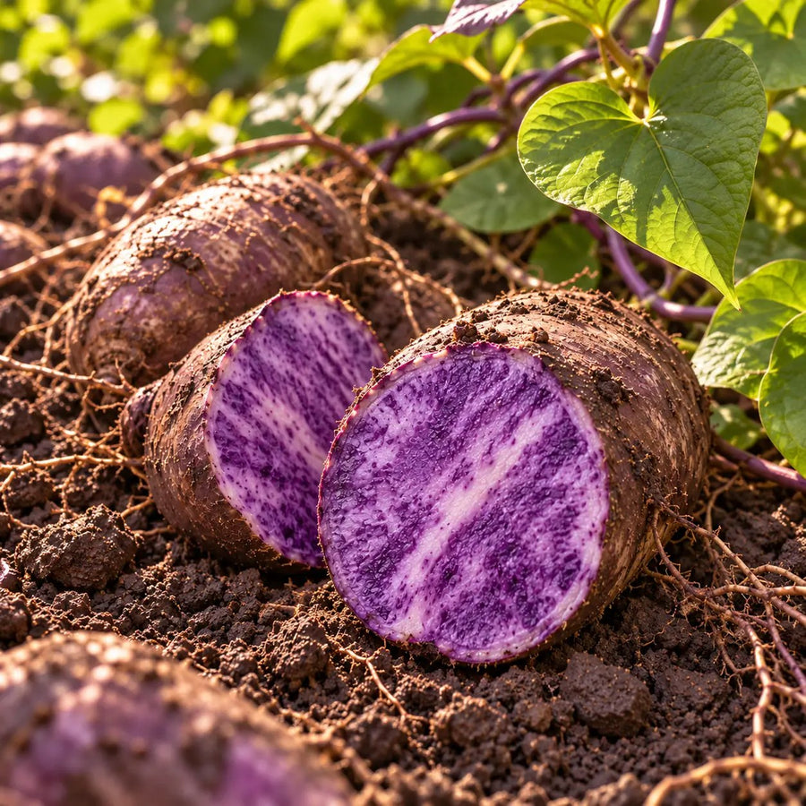 Wooden spoon of purple ube powder